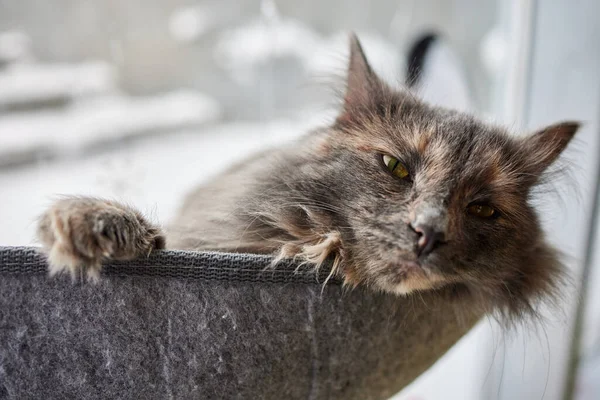 Cat laying in wall glass mounted bed at home. — Stock Photo, Image