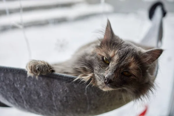 Кошка, лежащая в настенной стеклянной кровати на дому. — стоковое фото
