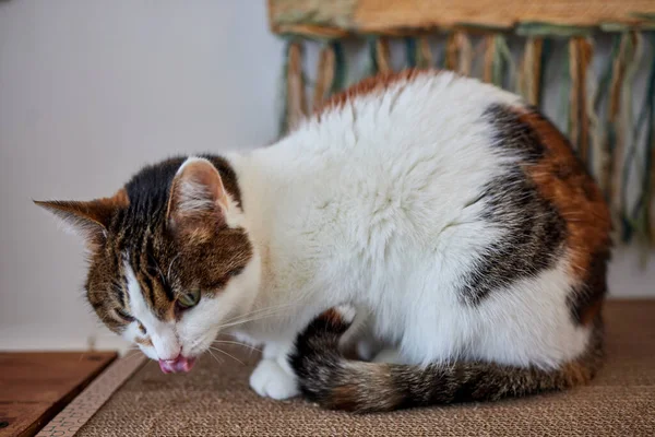 Cat Scratching and biting.Claws on the scratching post.