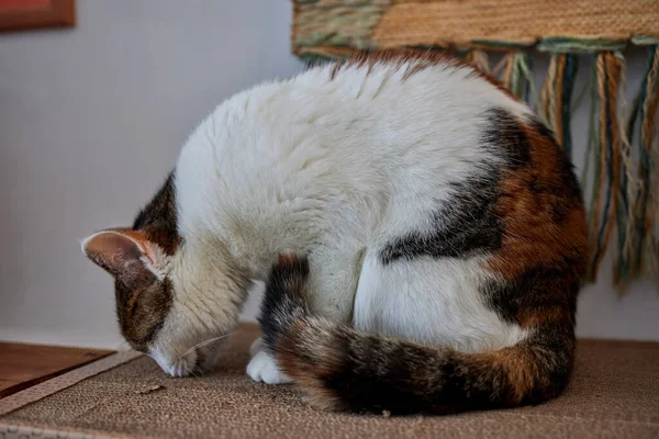 Cat Scratching and biting.Claws on the scratching post.