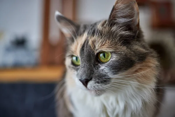 Um tiro seletivo do foco de um gato Anatolian bonito em um cattery. — Fotografia de Stock