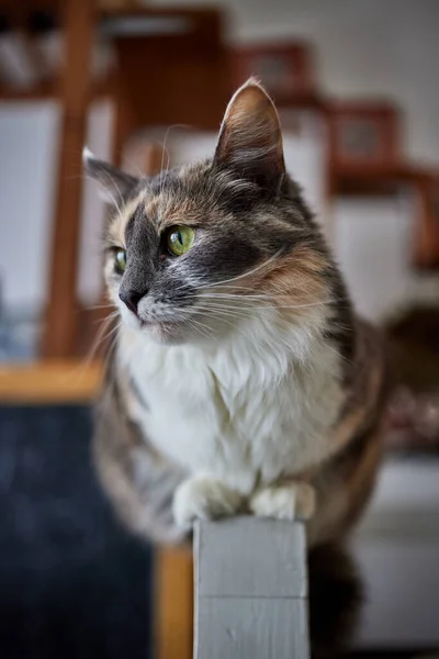 Gato deitado na mesa de madeira olhando para a câmera. — Fotografia de Stock