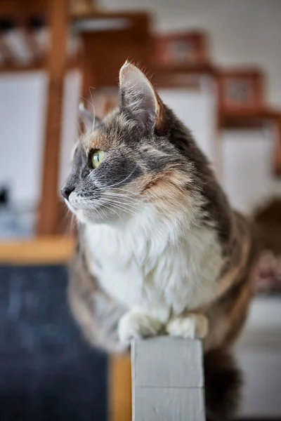 Kat liggend op houten tafel kijkend naar camera. — Stockfoto