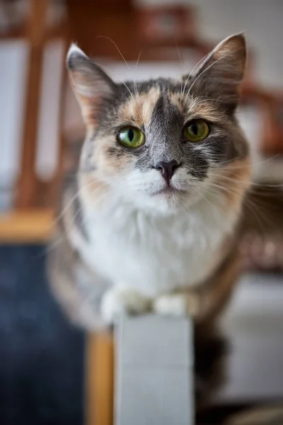 Katze legt sich auf Holztisch und blickt in Kamera. — Stockfoto