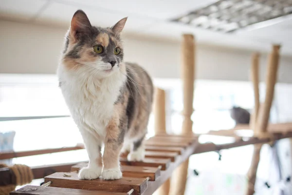 Кошка румяная крупным планом на деревянной лестнице, столб, гамак. — стоковое фото