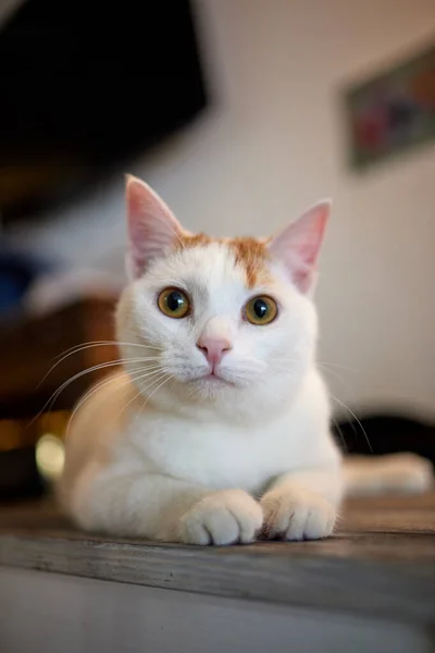 Katt liggande på träbord tittar på kameran. — Stockfoto