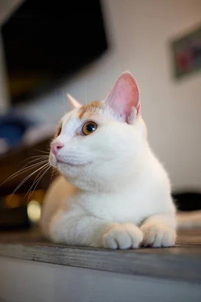 Chat couché sur une table en bois regardant la caméra. — Photo