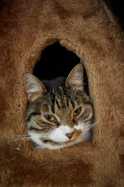Katze im Katzenhaus auf dem Boden schaut nach rechts. — Stockfoto