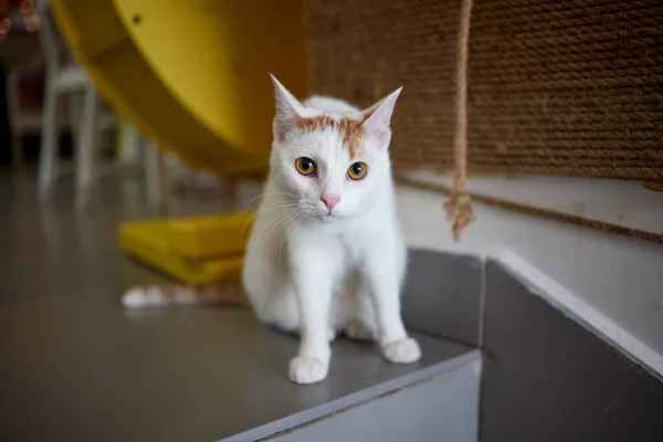 Cat Scratching and biting.Claws on the scratching post.