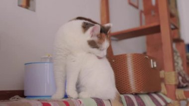 Tekir kedi dışarıda, kedi oyuncağını tutuyor ve yalıyor..