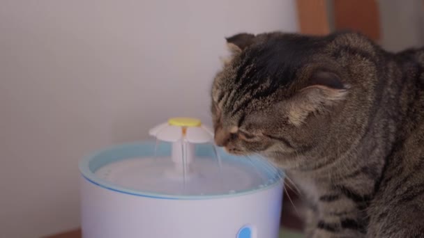 Tekir kedi dışarıda, kedi oyuncağını tutuyor ve yalıyor.. — Stok video