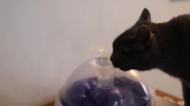 Otomatik yerçekimi ile doldurulmuş evcil su dağıtıcısı..