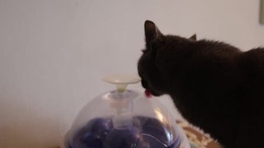 Otomatik yerçekimi ile doldurulmuş evcil su dağıtıcısı..