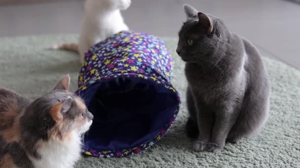 Calico gato enmarcado y alerta en gato túnel juguete. — Vídeo de stock