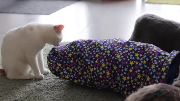 Котячий кіт облямований і насторожений у іграшці з котячого тунелю. — стокове відео
