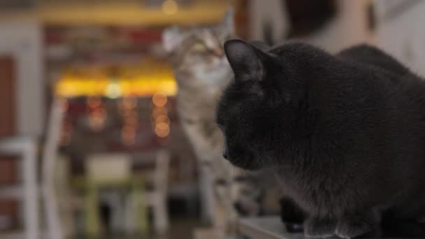 Kat liggend op houten tafel kijkend naar camera. — Stockvideo