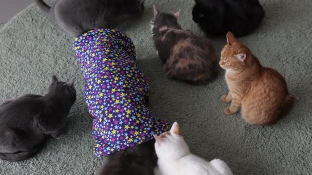 Calico Cat emoldurado e alerta em brinquedo de túnel de gato. — Vídeo de Stock