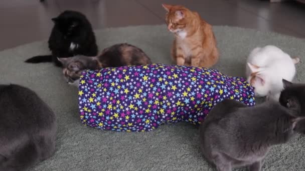 Calico gato enmarcado y alerta en gato túnel juguete. — Vídeos de Stock