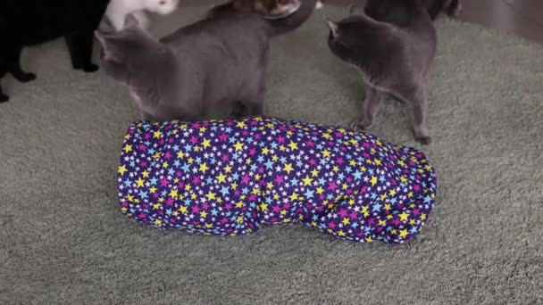 Calico Cat emoldurado e alerta em brinquedo de túnel de gato. — Vídeo de Stock
