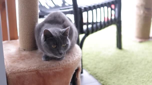 Kočka v kočičím domě na podlaze dívá doprava. — Stock video