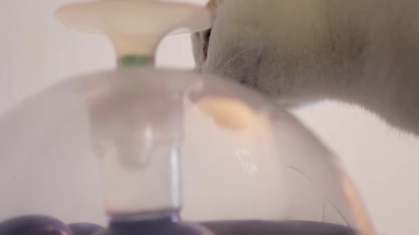 Dierenwaterdispenser met automatische zwaartekracht navulling. — Stockvideo