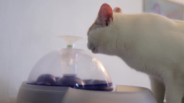 Dispensador de agua para mascotas con recarga automática de gravedad. — Vídeo de stock