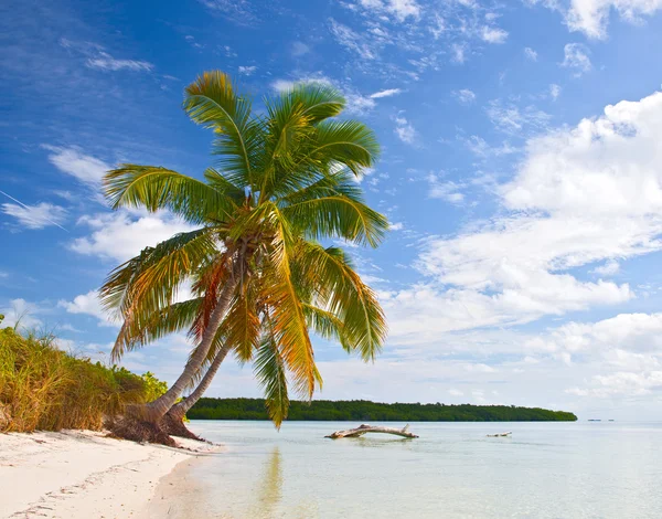 Καλοκαίρι σε ένα τροπικό παράδεισο στις ΗΠΑ florida keys — Φωτογραφία Αρχείου