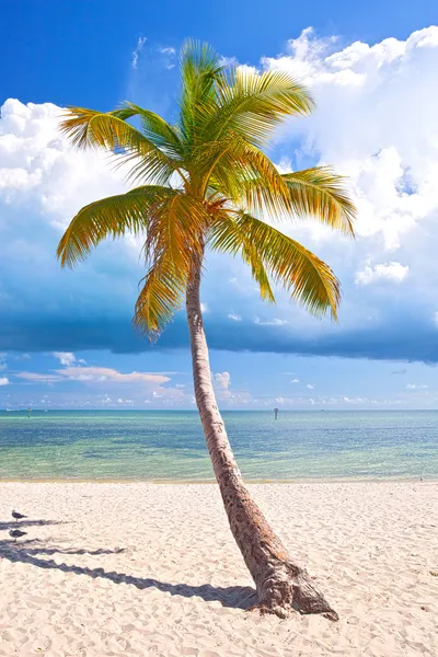 Lato w tropikalnym raju w archipelagu florida keys, Stany Zjednoczone Ameryki — Zdjęcie stockowe