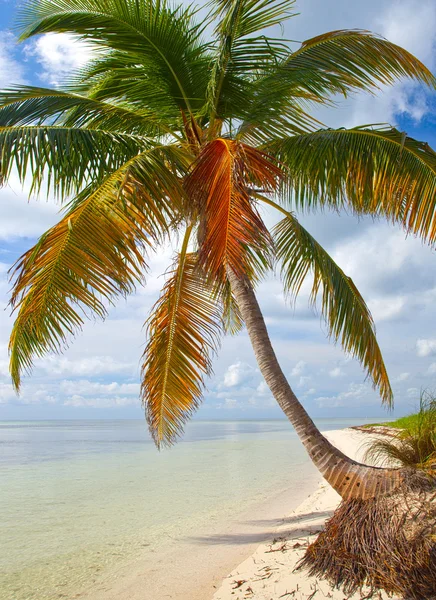 Estate in un paradiso tropicale in Florida Keys USA — Foto Stock