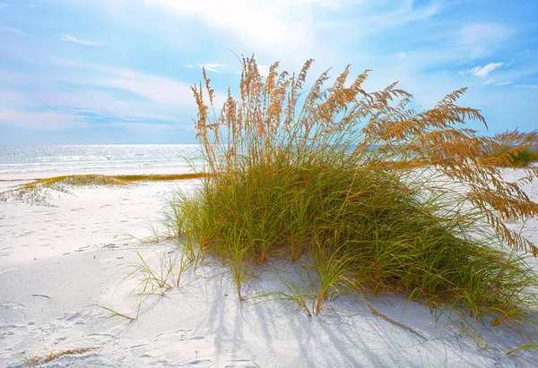 Paesaggio estivo con avena di mare e dune d'erba su una bella spiaggia della Florida — Foto Stock