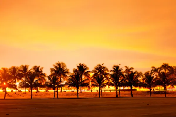 Colorido atardecer o amanecer con siluetas de palmeras —  Fotos de Stock