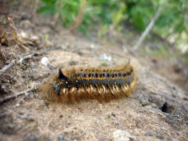 Horned сaterpillar — Stock Photo, Image