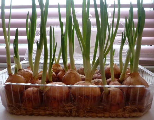 Piantina di semenzaio di cipolle — Foto Stock