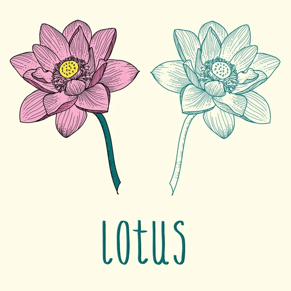 Lotus blomma — Stock vektor