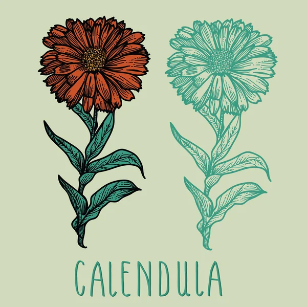 Цветок календулы — стоковый вектор
