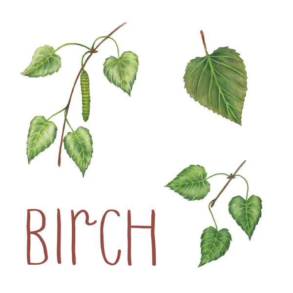 Birch suluboya şubeleri