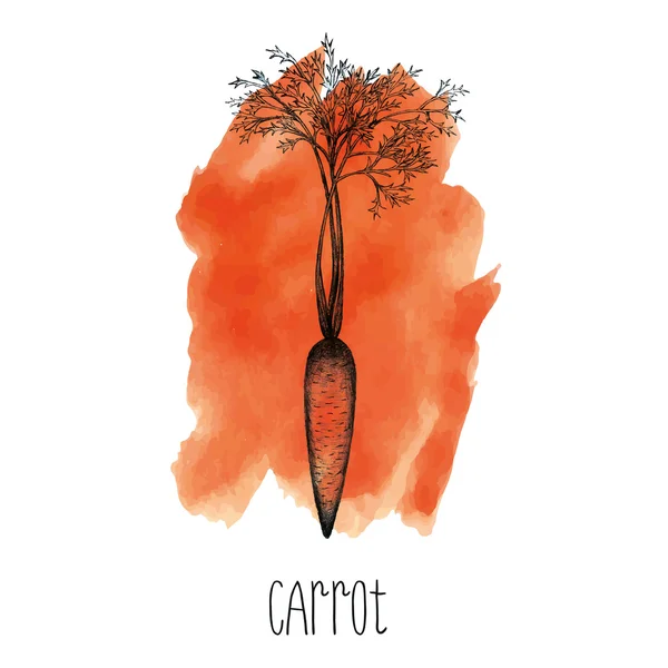 Carota disegnata a mano in vettore — Vettoriale Stock