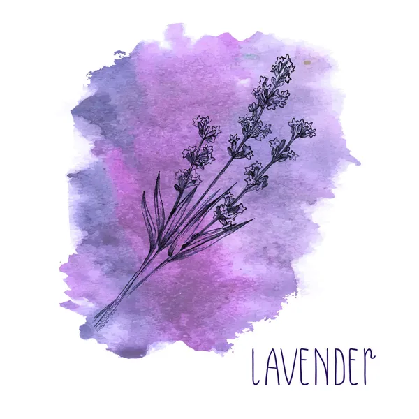 Lavanda dibujada a mano en vector — Vector de stock