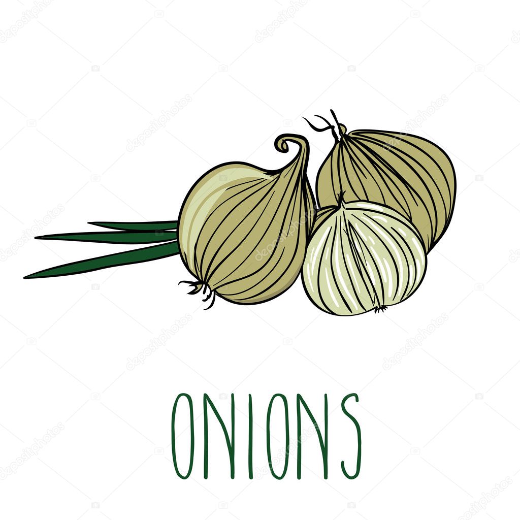 Vector image of onions