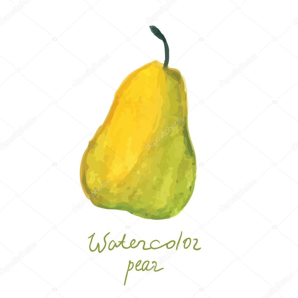 Watercolor pear in vector