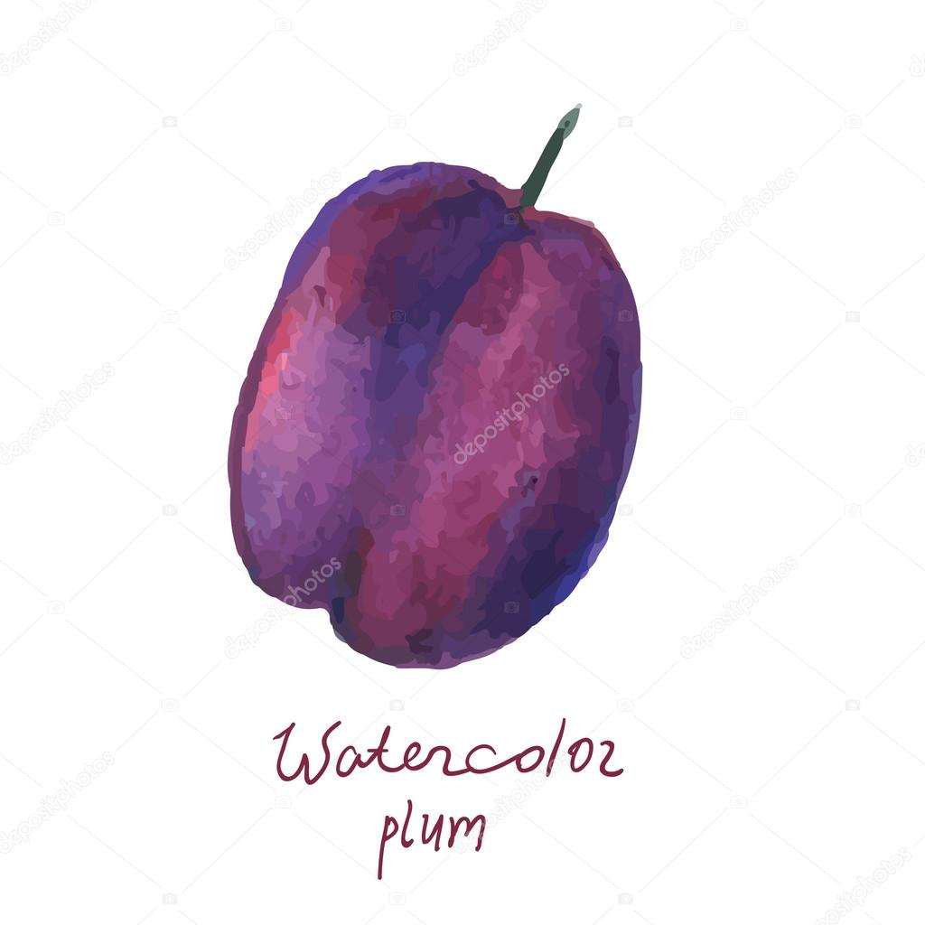 Watercolor plum in vector