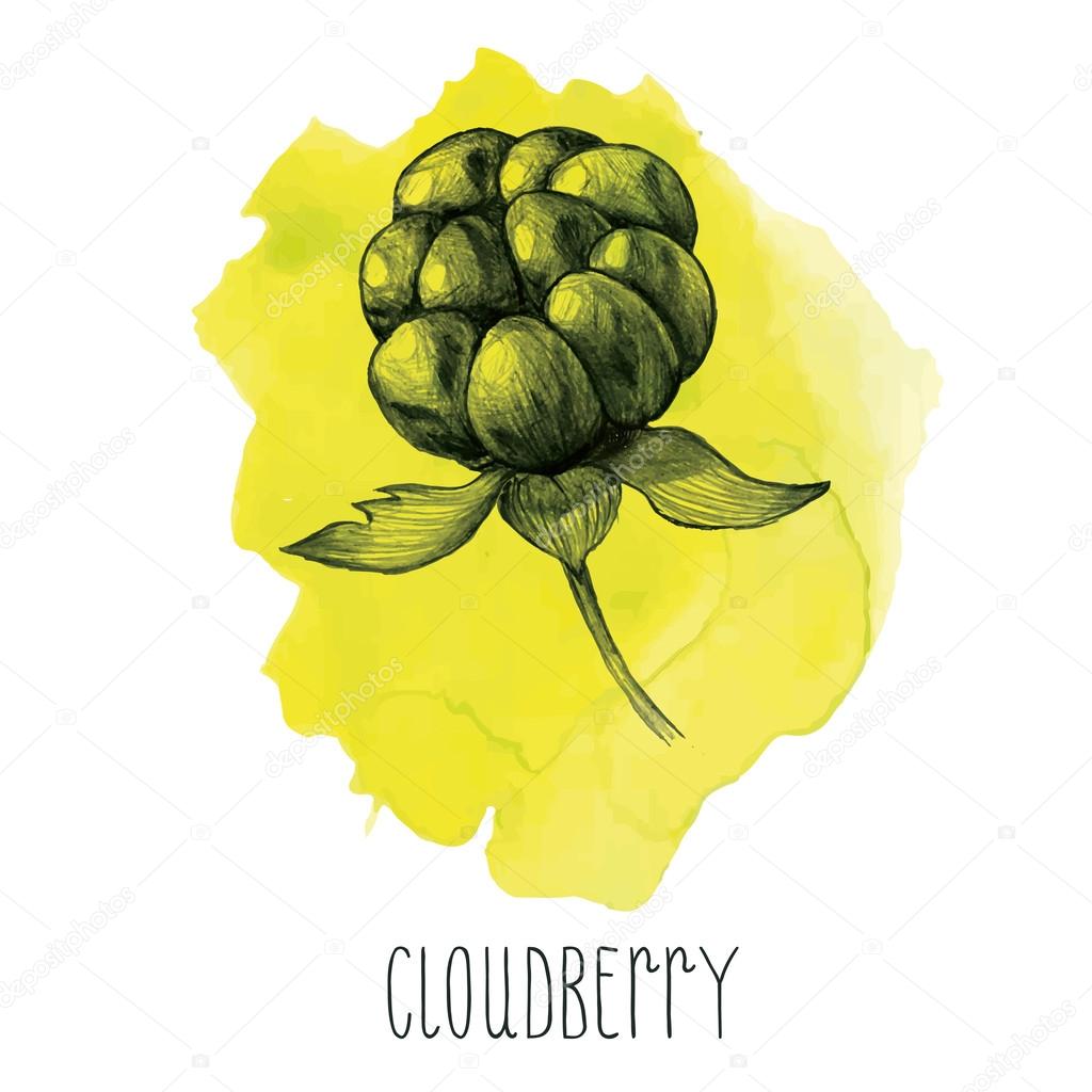 Hand drawn cloudberry in vector