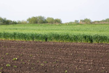 Çiftlik arazisinde yeşil filizler ve buğday başakları, tarım kavramı