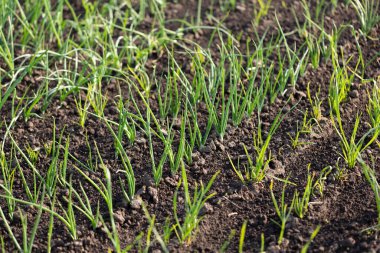 Sırayla sebze bahçesinde yeşil soğan filizleri, tarım konsepti.