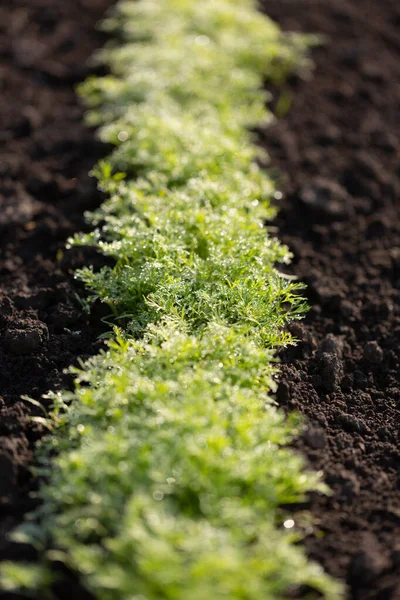 Jóvenes Brotes Eneldo Perejil Tierras Aradas Concepto Agricultura —  Fotos de Stock