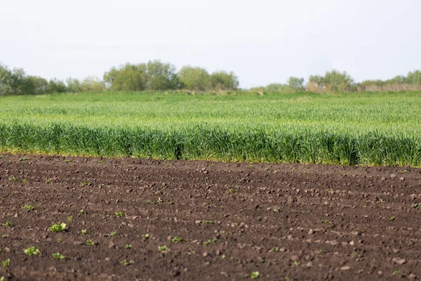 Зелені Паростки Вуха Пшениці Сільськогосподарських Землях Концепція Сільського Господарства — стокове фото