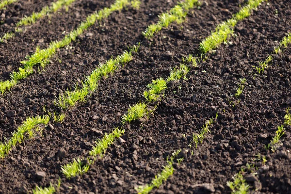 耕された土地でのディルとパセリの若芽 農業の概念 — ストック写真