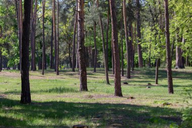 Ağaç gövdeleri ve yeşillik ile doğal orman arka planı ya da rezerve şehir parkı, orman koruma kavramı