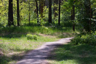 Ağaç gövdeleri ve yeşillik ile doğal orman arka planı ya da rezerve şehir parkı, orman koruma kavramı