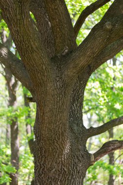 Ağaç gövdesine yakın çekim, ağaç dalları. soyutlama